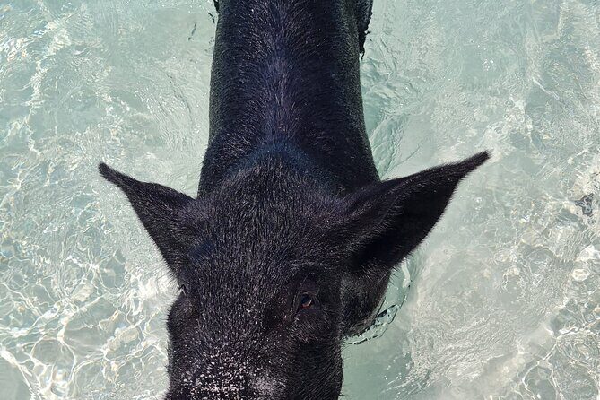 Athol Island Swimming Pigs Half-Day Boat Tour with Lunch - Green Cay Turtle Stop: Snorkel or Watch From Shore