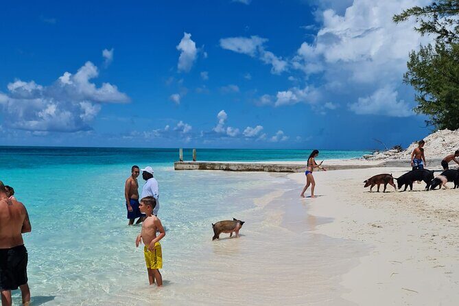 Athol Island Swimming Pigs Half-Day Boat Tour with Lunch - Pearl Island Snorkeling: Colorful Reef Fish Without a Long Hassle