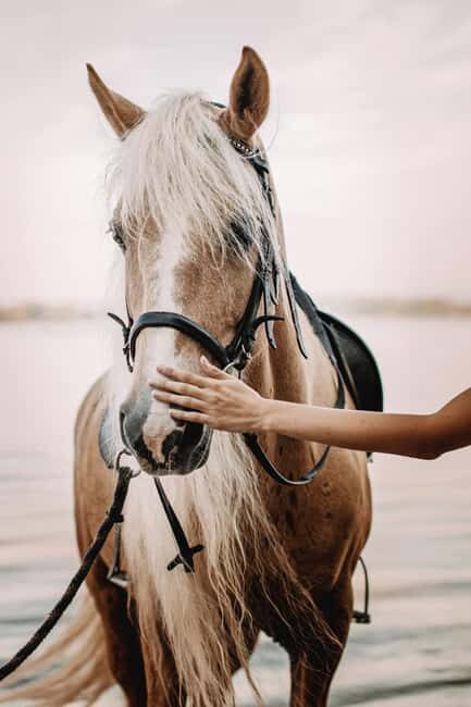 Bahamas: Nassau Horseback Riding on Beaches & Trails - Woodland Trails: Shade, Footing, and a Beginner-Friendly Pace