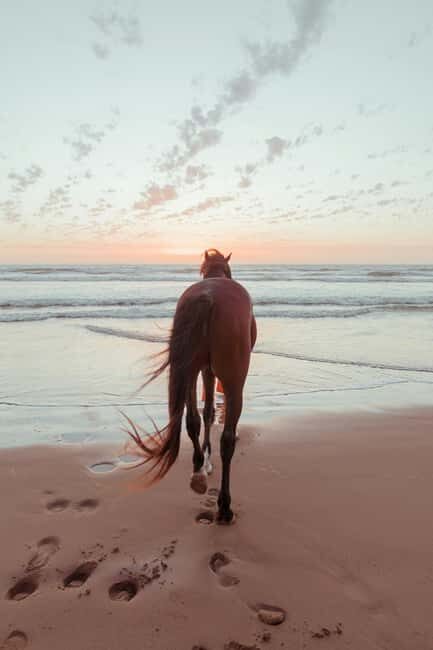 Bahamas: Nassau Horseback Riding on Beaches & Trails - From “Where Do I Start?” to Saddle Time: Ranch Setup and Pairing