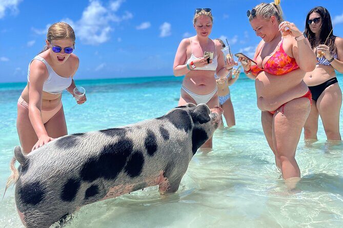 Bahamas Swimming Pigs Experience on Rose Island - Rose Island pigs in a tight 4-hour window