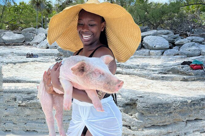 Bahamas Swimming Pigs Experience on Rose Island - The pig interaction reality: feeding, photos, and staged swimming