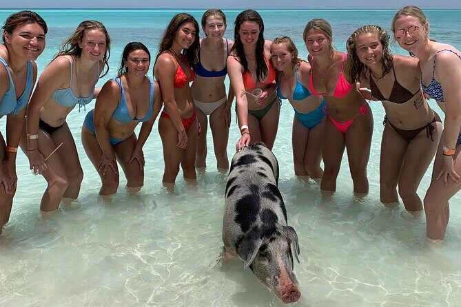 Bahamas Swimming Pigs Experience on Rose Island - Price check: is $179 worth it for swimming pigs?