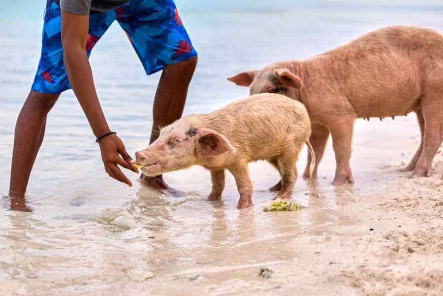 Exclusive Fly-In Premium Beach Experience from Nassau - Pig Beach, Big Major Cay: Swimming Pigs and Photo-Ready Calm Water