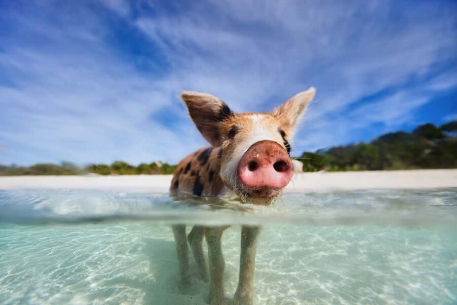 Exclusive Fly-In Premium Beach Experience from Nassau - Thunderball Grotto Snorkel: Coral Gardens and Movie-Famous Water