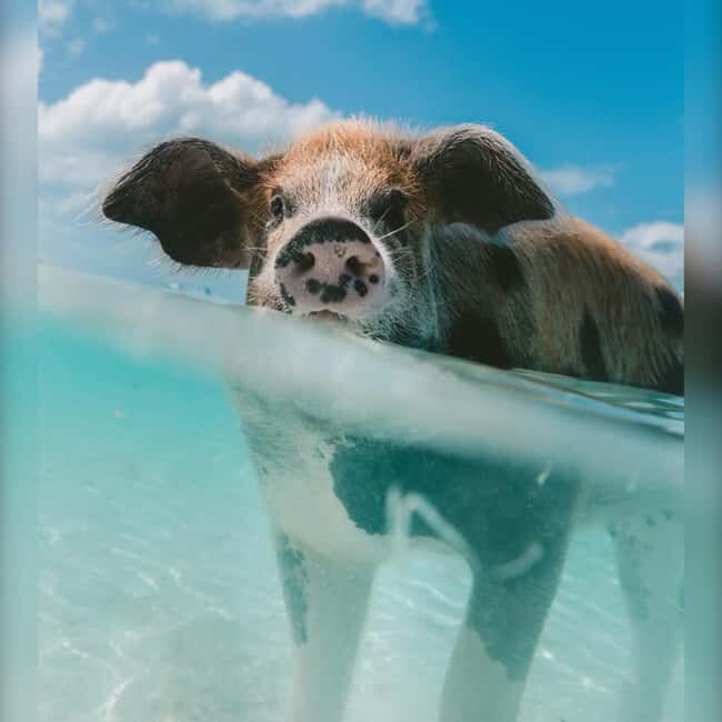From Nassau: Swim with Pigs Safari - Why this Nassau Pig Beach safari fits tight schedules