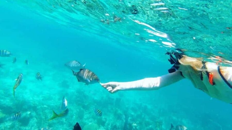 Full Day Sail and Snorkel with Turtles - Harbor cruise views on the way to the reef