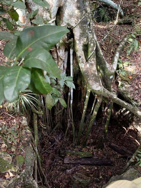 Guided Primeval Nature Walk Tour - Cruise-Port Timing: The Long Ride to Primeval Forest