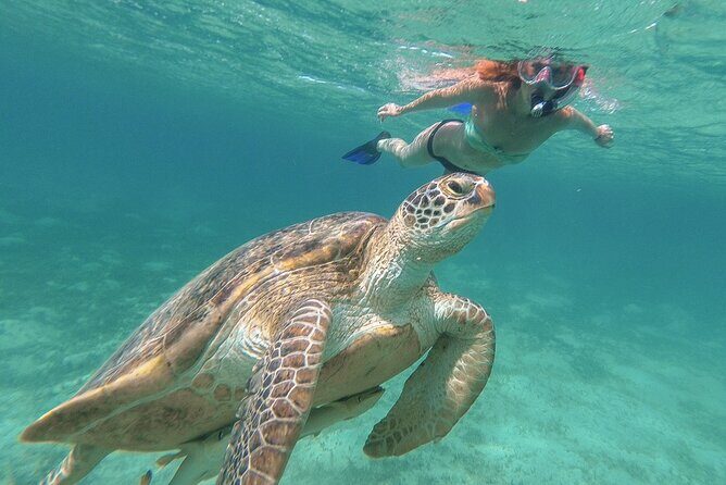 Half-Day at Green Cay Bahamas Snorkeling with Turtles - Key highlights at a glance