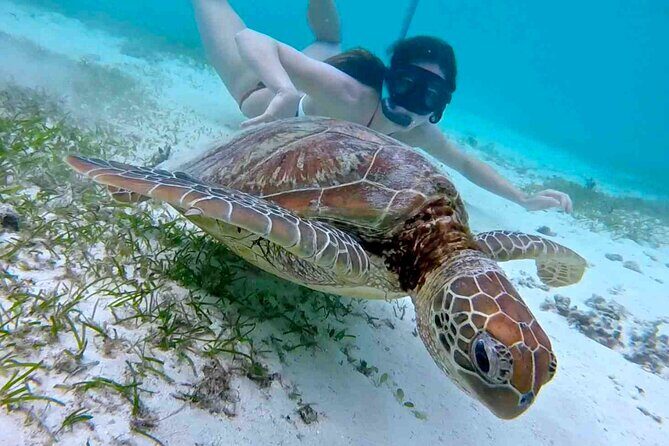 Half-Day at Green Cay Bahamas Snorkeling with Turtles - The 4-hour Nassau plan: how your half-day flows