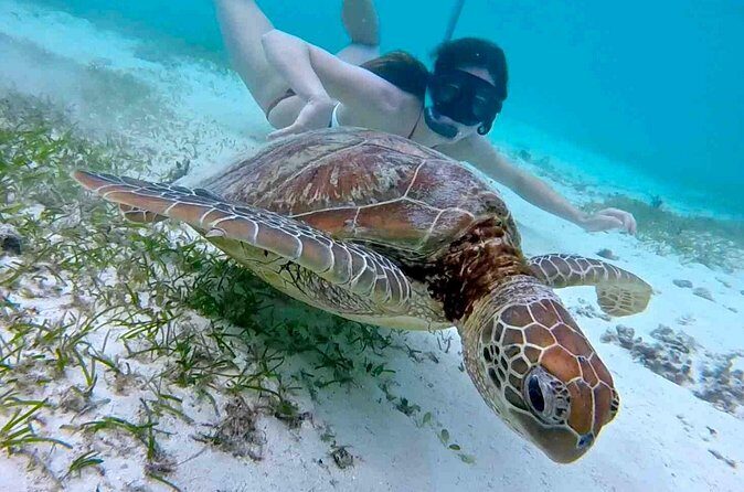 Half-Day at Green Cay Bahamas Snorkeling with Turtles - Weather, timing, and sea-friendliness: the real deciding factor