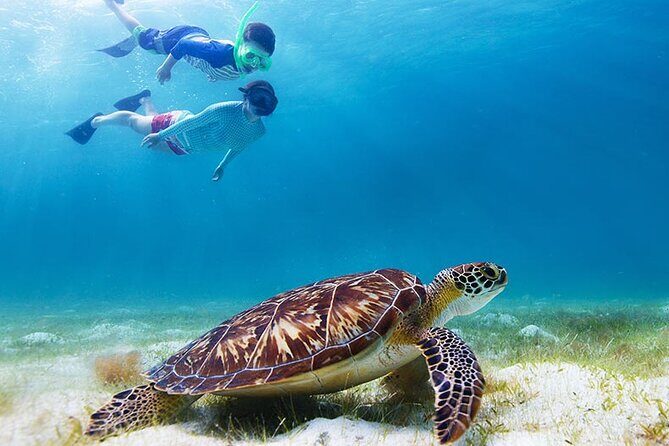 Half-Day at Green Cay Bahamas Snorkeling with Turtles - Pearl Island snorkeling: a fast reef session for fish lovers