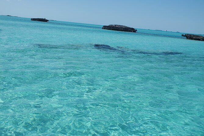 HALF DAY Swiming Pigs and Sharks Tour (Nassau to Exuma by Plane) - Gaulin Cay iguanas: short stop, very Exuma