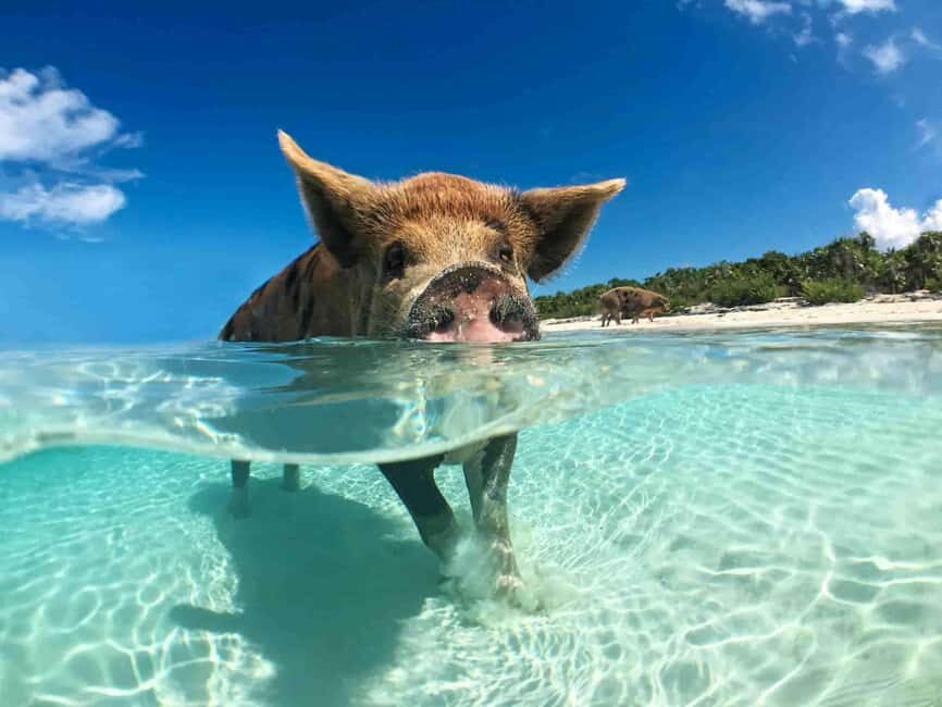 Nassau: 3-Island Snorkel Tour with Pigs, Beach Club, & Lunch - Gilligan’s Island Stop: A Bonus Look at the Water