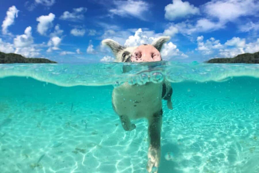 Nassau: 3-Island Snorkel Tour with Pigs, Beach Club, & Lunch - Rose Island: Pigs, Paddleboards, and Lunch at the Beach Club