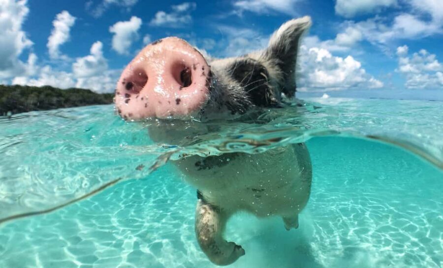 Nassau: 3-Island Snorkel Tour with Pigs, Beach Club, & Lunch - Green Cay Sea Turtles: Snorkeling With Real Wildlife