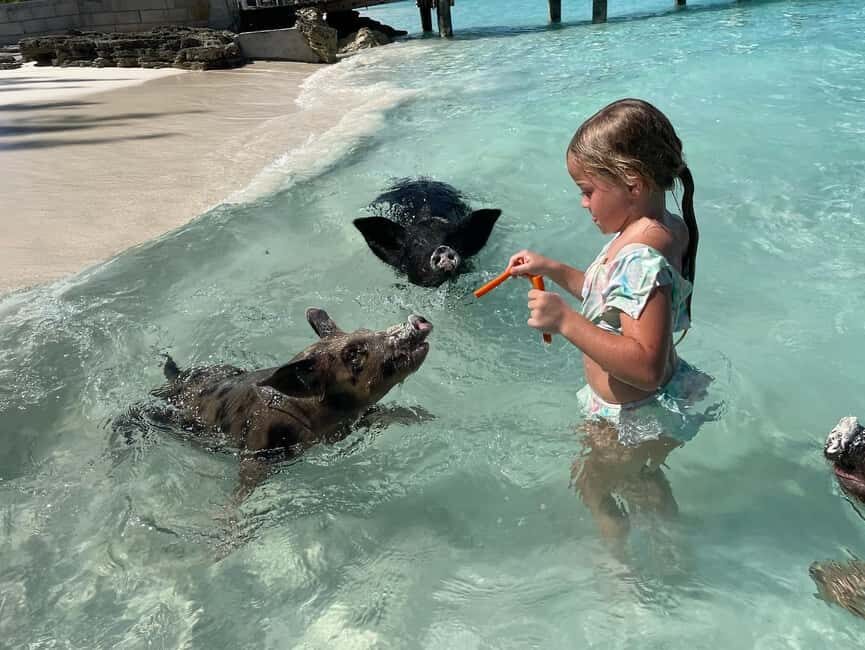 Nassau: 3 Islands Boat w/ Swimming Pigs, Snorkeling & Turtle - Key Points at a Glance