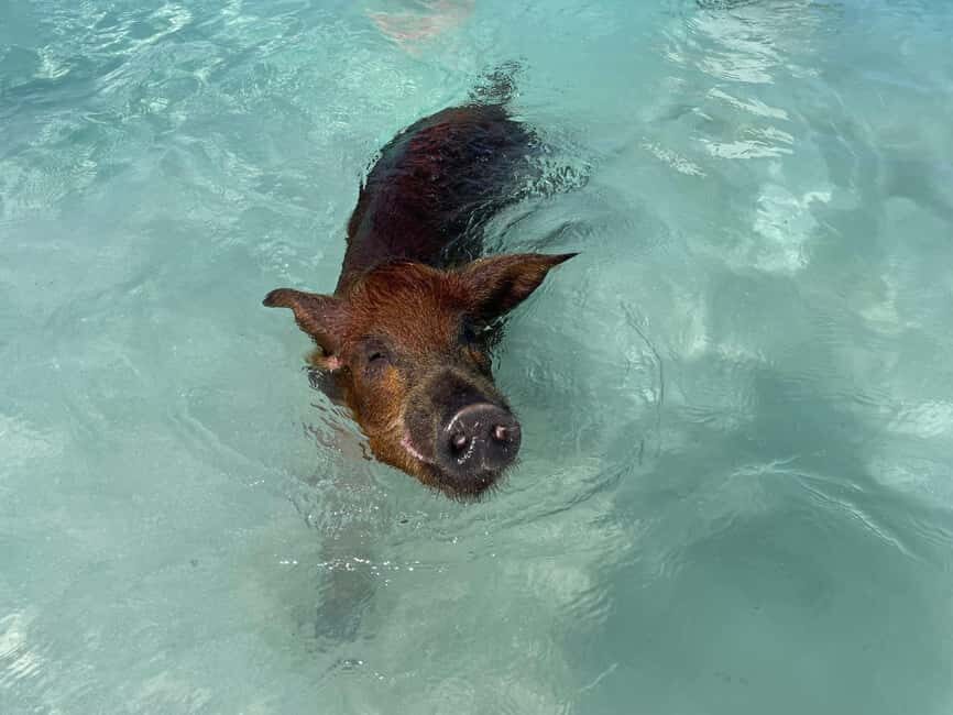 Nassau: 3 Islands Boat w/ Swimming Pigs, Snorkeling & Turtle - Pickup at Senor Frogs or Margaritaville: Avoiding the Dock Confusion