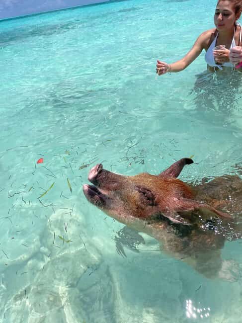 Nassau: 3 Islands Boat w/ Swimming Pigs, Snorkeling & Turtle - Safety, Comfort, and Who Should Skip This Tour