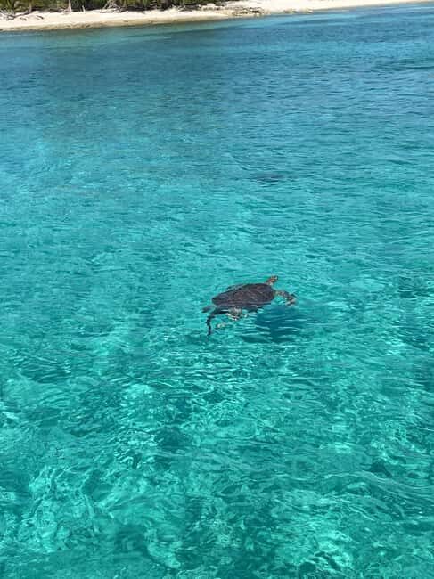 Nassau: 3 Islands Boat w/ Swimming Pigs, Snorkeling & Turtle - Pearl Island Snorkeling Off the Boat: What You See Under the Water