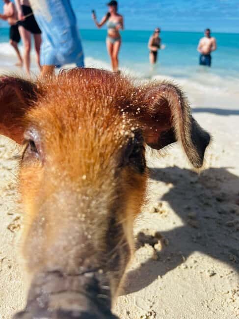 Nassau: 3 Islands Tour, Snorkel, Pig Beach, Turtles & Lunch - Speedboat ride reality: fast, fun, and weather-dependent