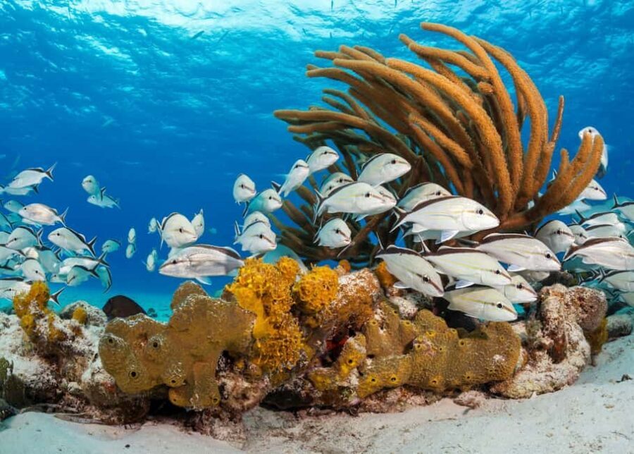 Nassau: 3 Islands Tour, Snorkel, Pig Beach, Turtles & Lunch - Stop 1: Pearl Island snorkeling for colorful fish and turtle spotting