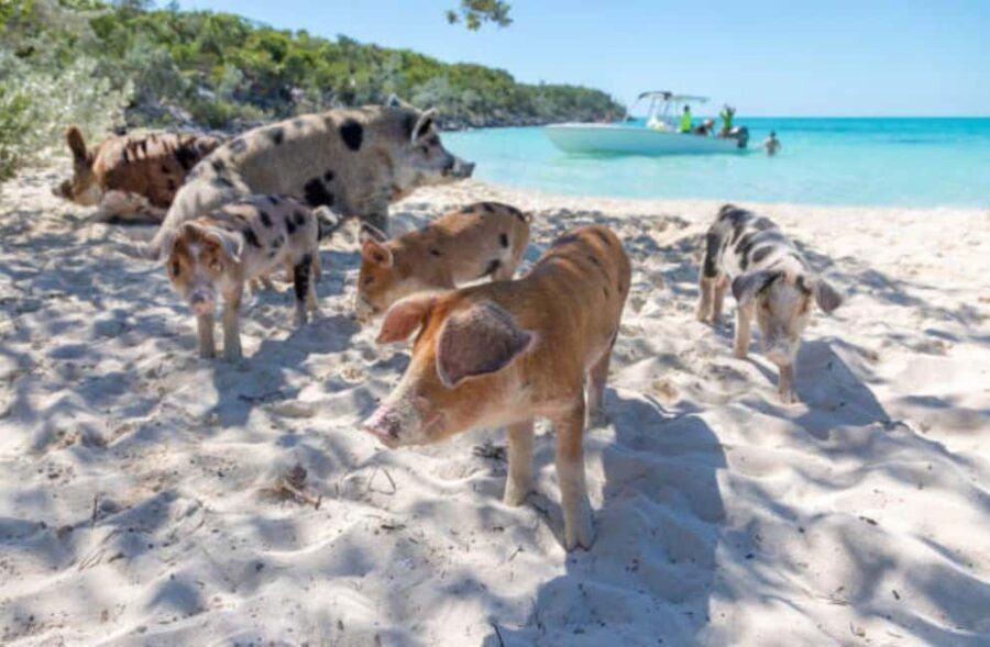 Nassau: 3 Islands Tour, Snorkel, Pig Beach, Turtles & Lunch - Stop 3: Green Cay for turtle viewing on a small island