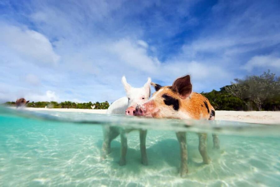 Nassau: 3 Islands Tour, Snorkel, Pig Beach, Turtles & Lunch - Getting to the tour: meeting at Margaritaville and your Nassau options