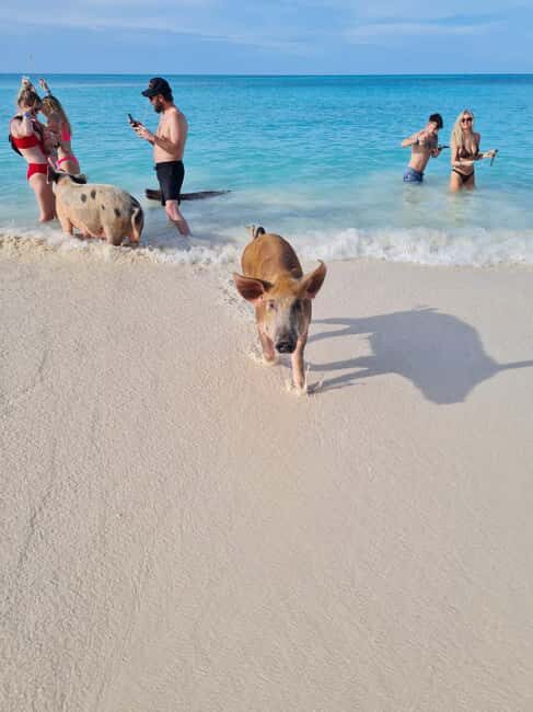 Nassau ATV & Swimming Pigs Tour - How pickup and the ATV-or-buggy driving portion really work