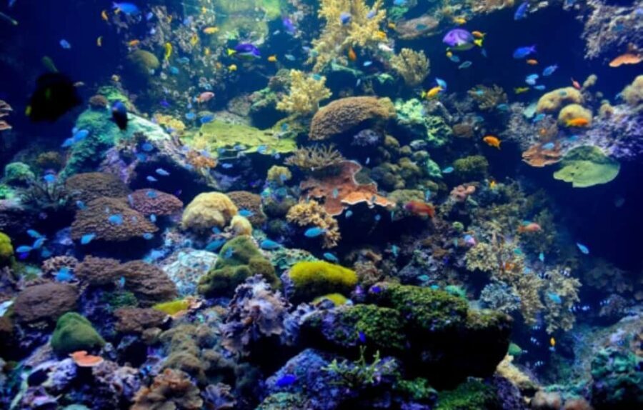 Nassau: Catamaran Sail and Snorkel Tour - Snorkeling at Spruce Cay or Athol Island: gear, fish, and one solid stop