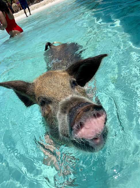 Nassau: Discover Exuma Island Hopping and Swimming Pigs Tour - Key Things I’d Focus On