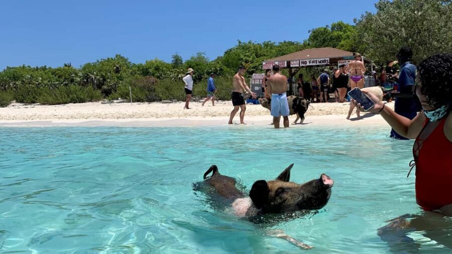 Nassau: Discover Exuma Island Hopping and Swimming Pigs Tour - Compass Cay Nurse Sharks Under the Docks