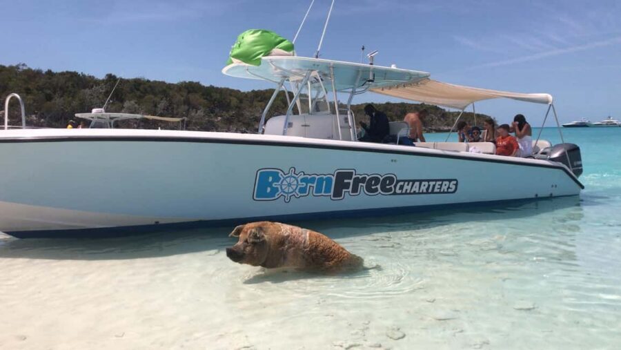 Nassau: Discover Exuma Island Hopping and Swimming Pigs Tour - Your Final Beach or Sandbar Stop: How to Make It Count