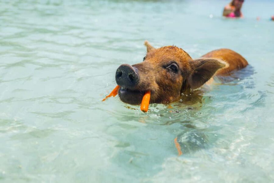 Nassau: Exuma Powerboat Day Trip - Pig swim and the morning wildlife feed: what to expect