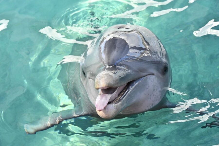 Nassau: Half-Day Guided Cay Cruise, Sea Life Watch & Snorkel - Key things I’d plan around