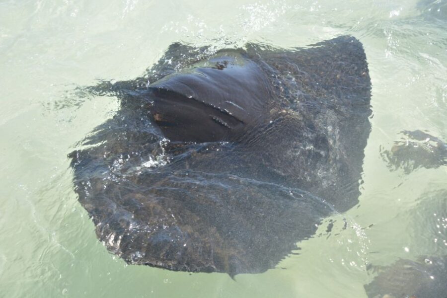 Nassau: Half-Day Guided Cay Cruise, Sea Life Watch & Snorkel - Why this half-day cay cruise works so well