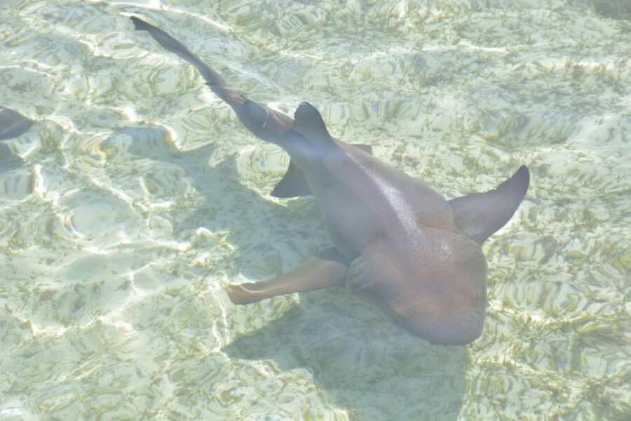 Nassau: Half-Day Guided Cay Cruise, Sea Life Watch & Snorkel - Athol Island snorkeling: the underwater view is the main event