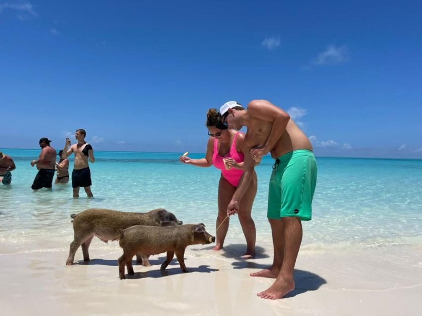 Nassau: Half-Day Guided Cay Cruise, Sea Life Watch & Snorkel - Rose Island: a gentle last swim and white sand breathing room