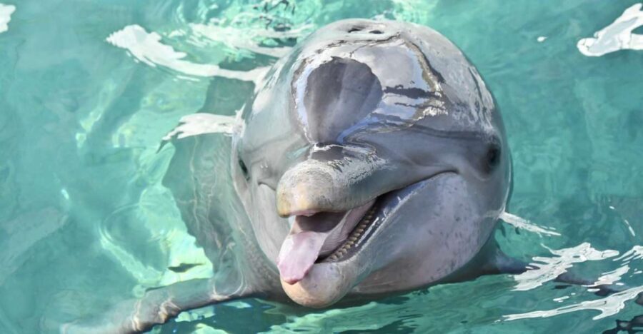 Nassau: Half-Day Guided Cay Cruise, Sea Life Watch & Snorkel - Getting started: Bayshore Marina and the Montague Beach dock