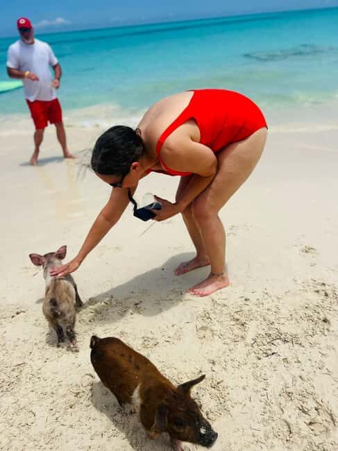 Nassau: Half-Day Swimming Pigs, Reef Snorkel & Beach Club - Who Should Book This (and Who Might Skip It)