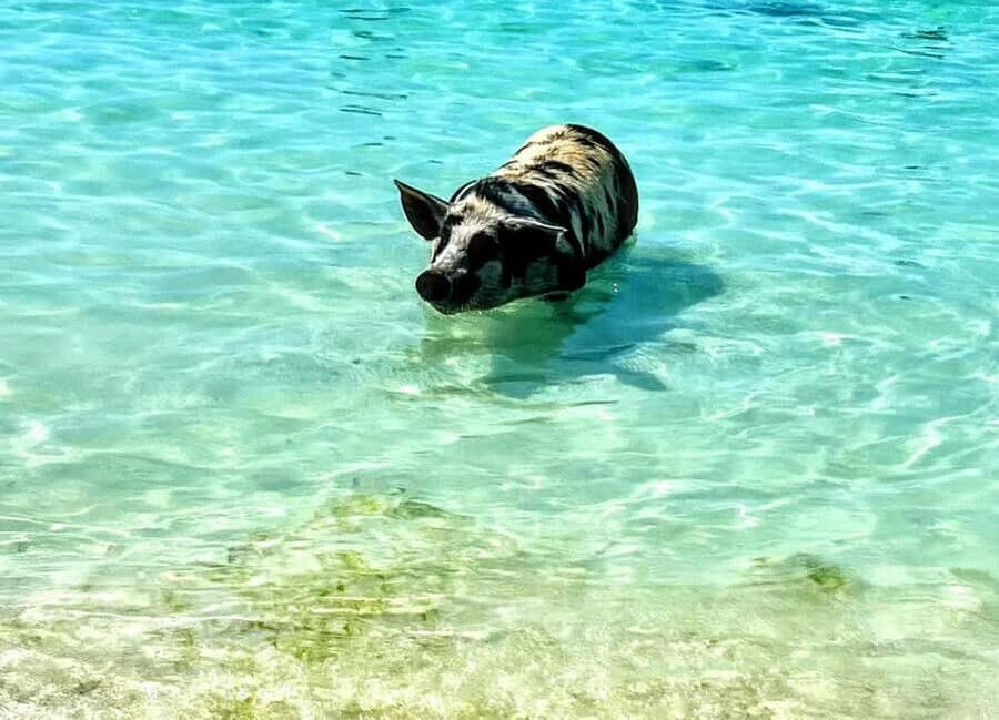 Nassau: Island Hopping Boat Trip with Lunch & Drinks - From Pearl Island to Gilligan’s Island: Where the Sea Time Starts