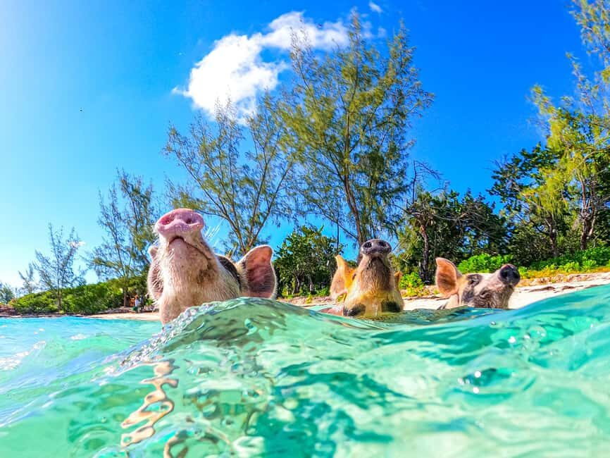 Nassau: Pigs Beach Trip by Boat with Swimming and Feeding - Price and value: is $79 a good deal for Nassau pigs?