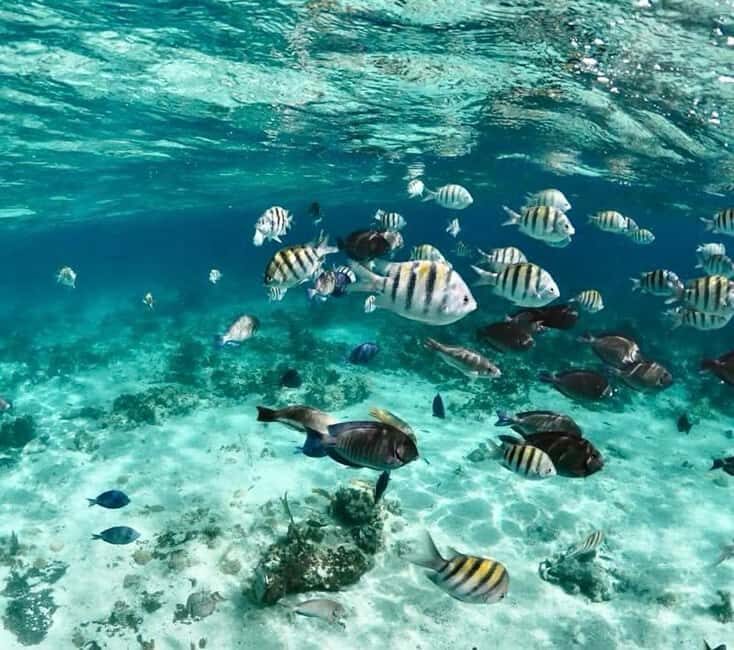 Nassau: Pigs, Snorkel, Turtles, Lunch, Private Beach Club - Lunch, Drinks, and What to Pack So You’re Not Rushed