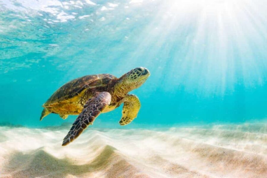 Nassau: Private Island & Snorkeling, Turtles, Drinks, & BBQ - Quick hits before you go