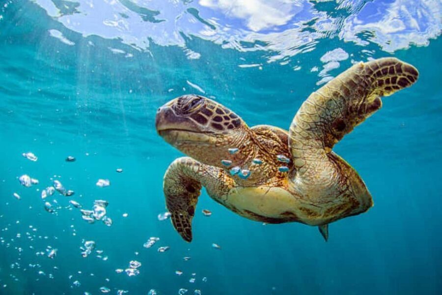 Nassau: Private Island & Snorkeling, Turtles, Drinks, & BBQ - The BBQ and rum punch: what’s included, what’s extra