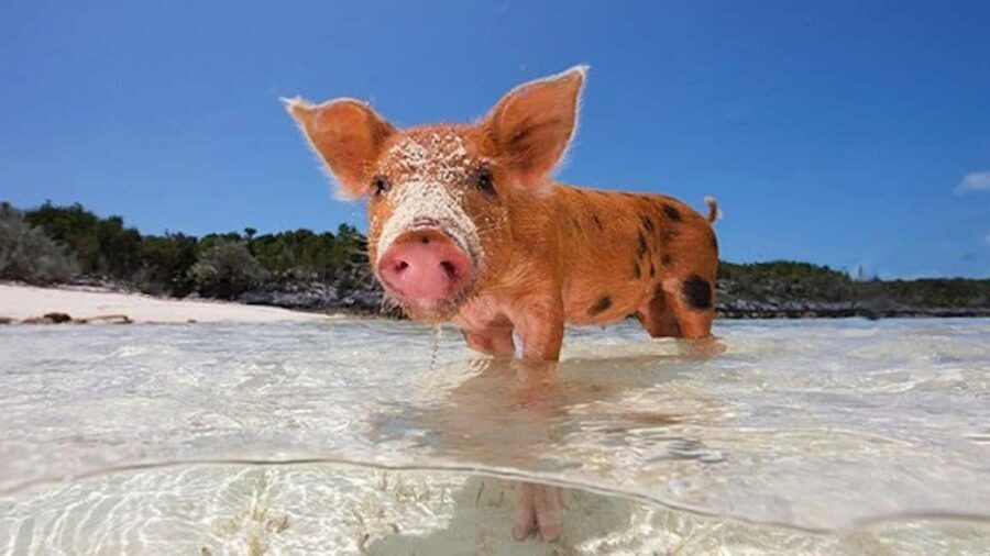 Nassau: Rose 3-Island Tour with Snorkeling and Lunch - Key Things That Make This Tour Worth Your Time