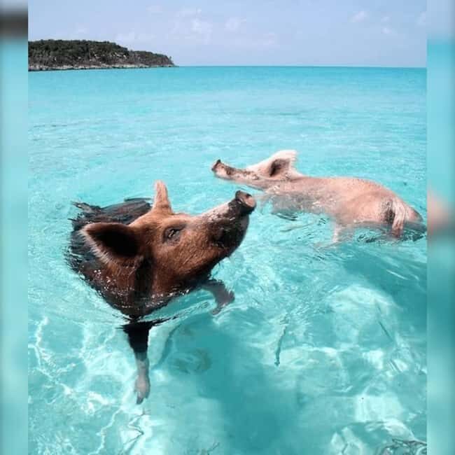 Nassau: Rose 3-Island Tour with Snorkeling and Lunch - Nassau to Rose Island in 4 Hours: What the Day Really Feels Like