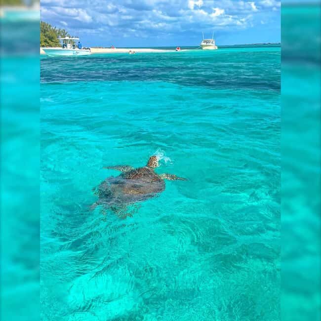 Nassau: Rose 3-Island Tour with Snorkeling and Lunch - Athol Island Pig Encounter: Fun, But Go in With the Right Expectations