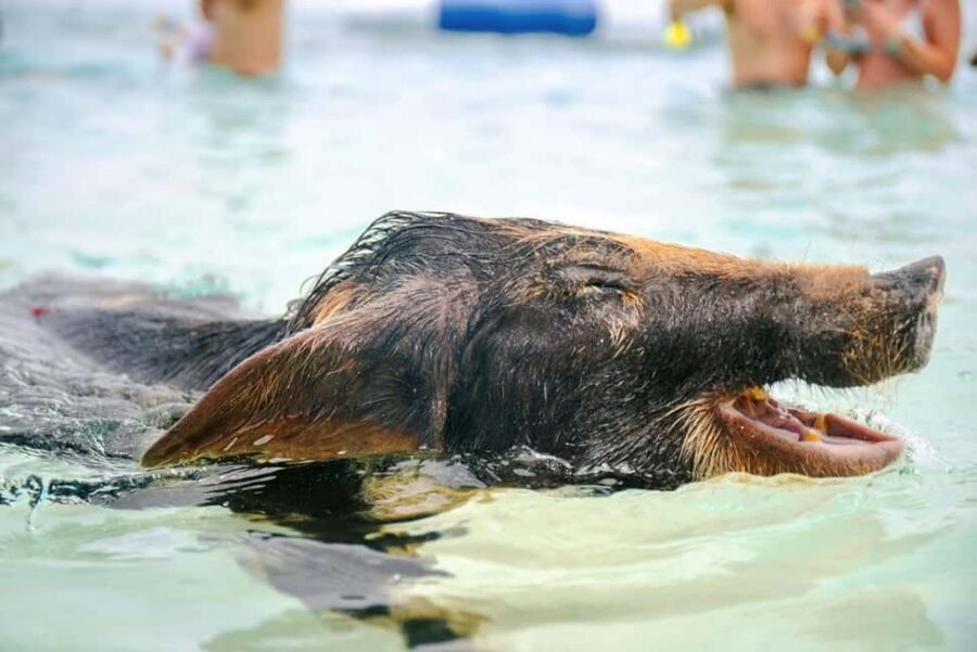 Nassau: Rose Island Swimming Pigs and Beach Day Group Tour - Key highlights at a glance