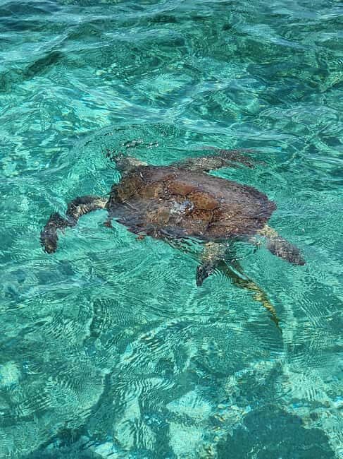 Nassau: Rose Island Swimming Pigs & Turtles Snorkeling Tour - Key highlights that matter